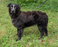 Midnight, a female Australian Shepherd for sale in Forsyth, GA – 3 of 3