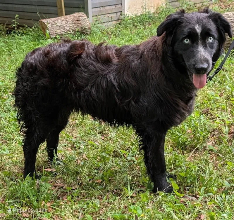 Midnight – Australian Shepherd puppy for sale in Forsyth, GA