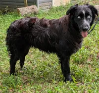 Midnight, a female Australian Shepherd for sale in Forsyth, GA – 1 of 3