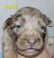 Sandy, a female Australian Shepherd for sale in Forsyth, GA – 2 of 3
