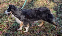 Cosmo, a female Australian Shepherd for sale in Forsyth, GA – 3 of 3