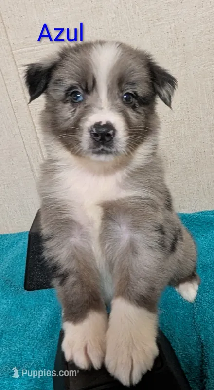 Azul – Australian Shepherd puppy for sale in Forsyth, GA