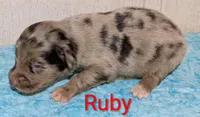 Ruby, a female Australian Shepherd for sale in Forsyth, GA – 2 of 3