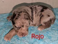 Rojo, a male Australian Shepherd for sale in Forsyth, GA – 2 of 3