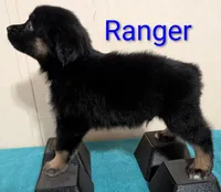 Ranger, a male Australian Shepherd for sale in Forsyth, GA – 3 of 3