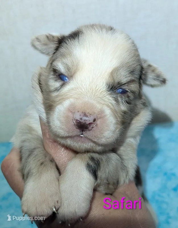 Safari  – Australian Shepherd puppy for sale in Forsyth, GA