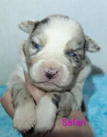 Safari , a female Australian Shepherd for sale in Forsyth, GA – 1 of 3
