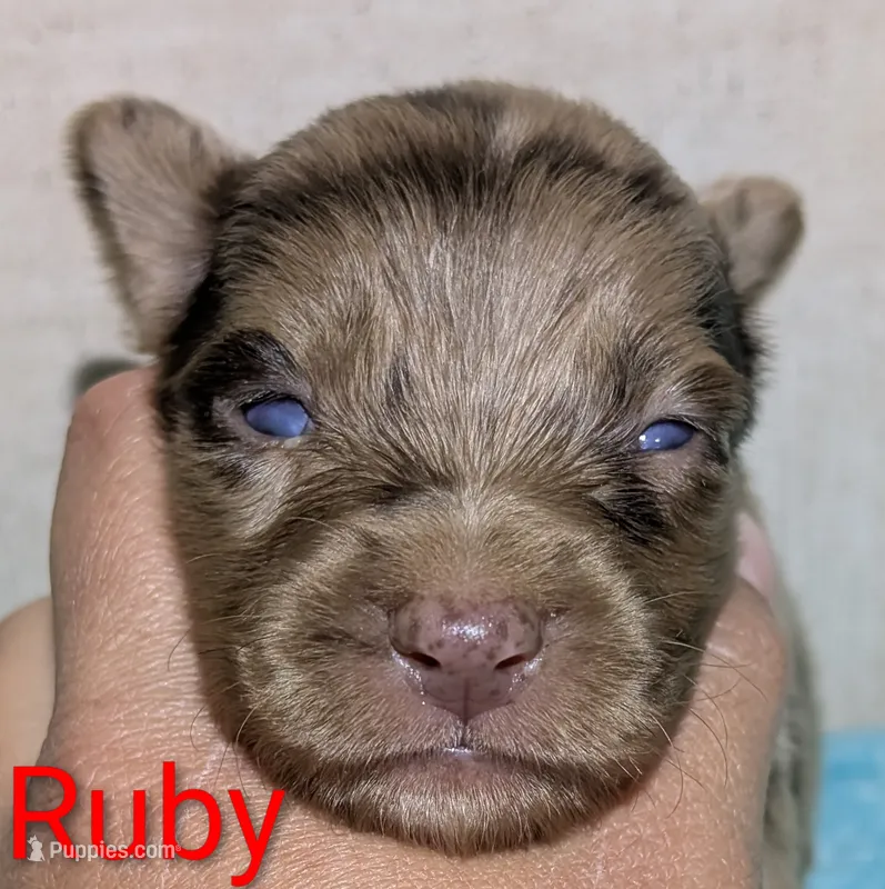Ruby – Australian Shepherd puppy for sale in Forsyth, GA