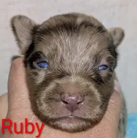 Ruby, a female Australian Shepherd for sale in Forsyth, GA – 1 of 3