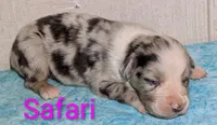 Safari , a female Australian Shepherd for sale in Forsyth, GA – 2 of 3