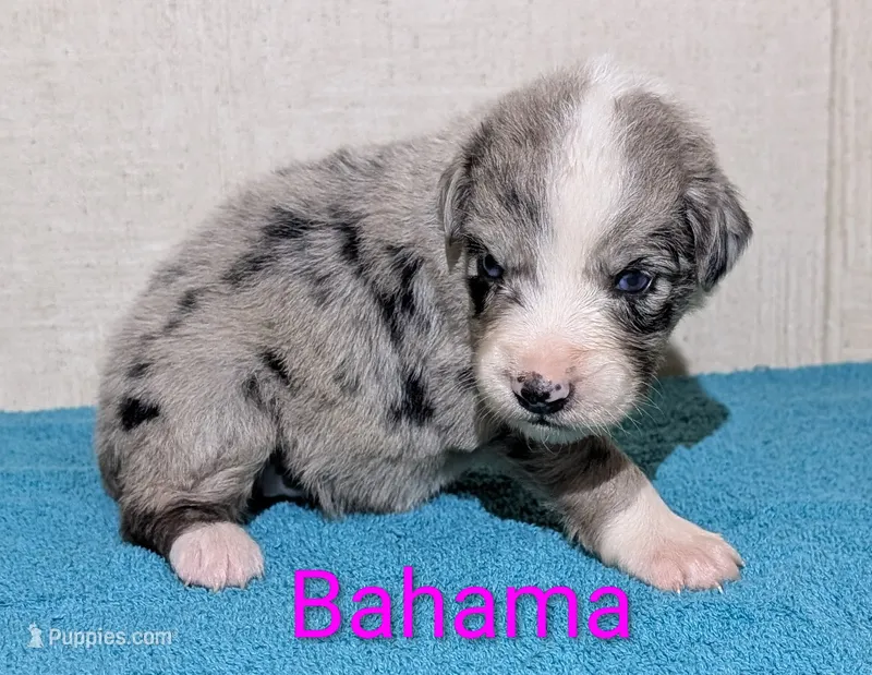 Bahama  – Australian Shepherd puppy for sale in Forsyth, GA