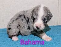 Bahama , a female Australian Shepherd for sale in Forsyth, GA – 1 of 3