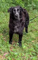 Midnight, a female Australian Shepherd for sale in Forsyth, GA – 2 of 3