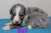 Bali, a female Australian Shepherd for sale in Forsyth, GA – 3 of 3