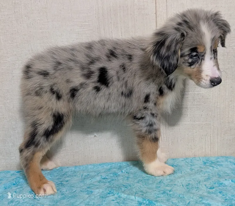 Bali – Australian Shepherd puppy for sale in Forsyth, GA