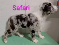 Safari, a female Australian Shepherd for sale in Forsyth, GA – 3 of 6