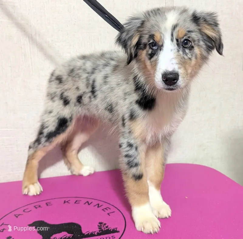 Bali – Australian Shepherd puppy for sale in Forsyth, GA