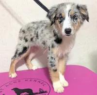 Bali, a female Australian Shepherd for sale in Forsyth, GA – 1 of 3