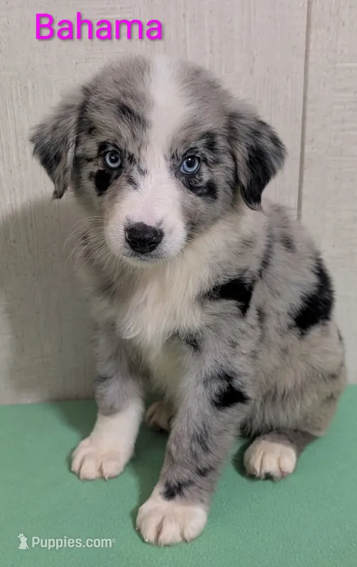 Bahama  – Australian Shepherd puppy for sale in Forsyth, GA