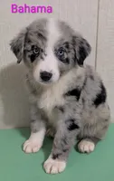 Bahama , a female Australian Shepherd for sale in Forsyth, GA – 1 of 6