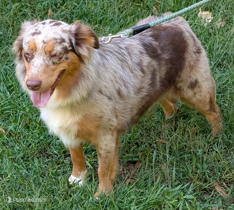 Rosé, a female Australian Shepherd for sale in Forsyth, GA – Photo 1 of 1
