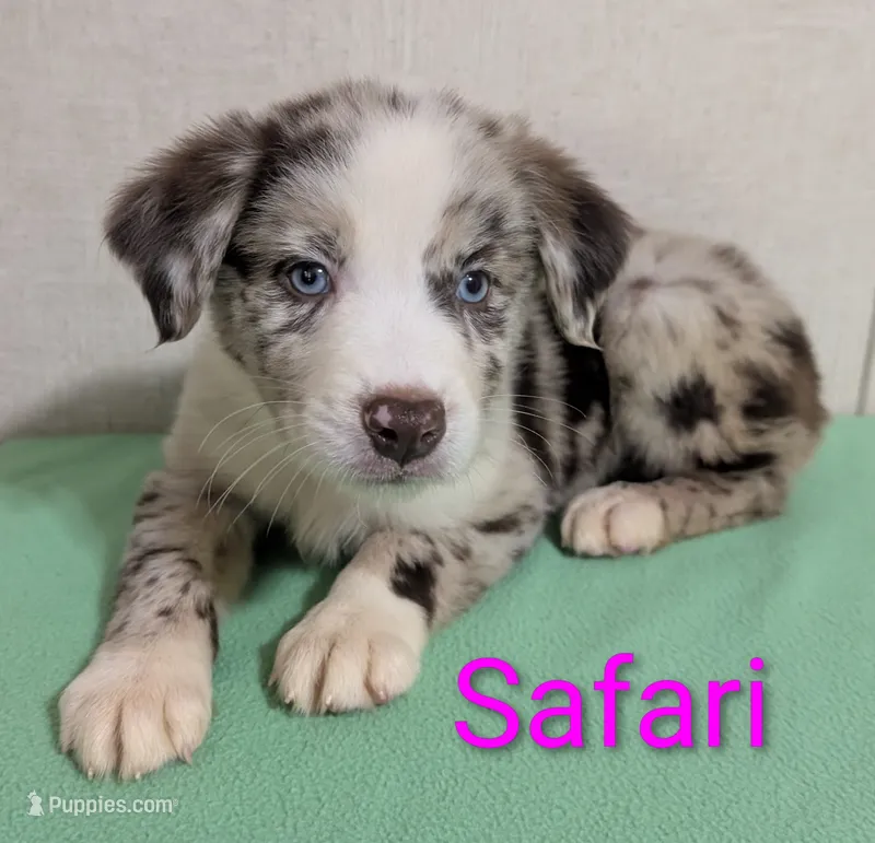 Safari – Australian Shepherd puppy for sale in Forsyth, GA