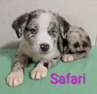 Safari, a female Australian Shepherd for sale in Forsyth, GA – 1 of 6