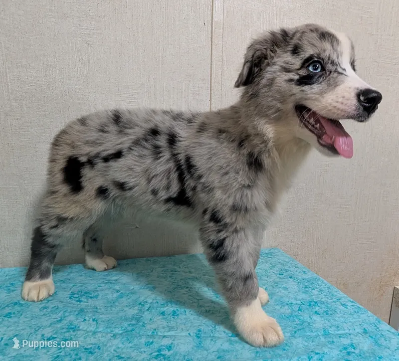 Bahama  – Australian Shepherd puppy for sale in Forsyth, GA