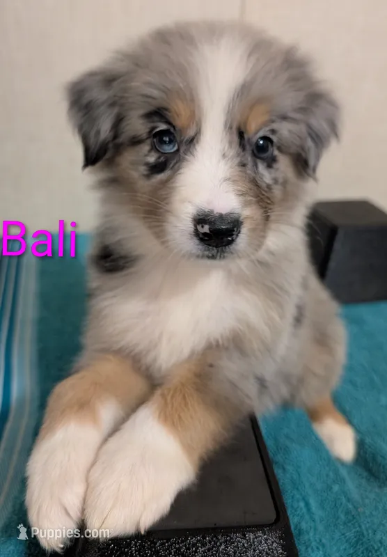 Bali – Australian Shepherd puppy for sale in Forsyth, GA