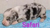 Safari , a female Australian Shepherd for sale in Forsyth, GA – 3 of 3