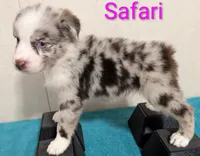 Safari, a female Australian Shepherd for sale in Forsyth, GA – 6 of 6