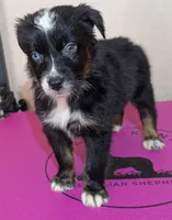 Wynn, a female Australian Shepherd for sale in Forsyth, GA – Photo 1 of 3