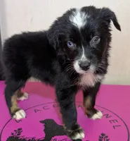 Wynn, a female Australian Shepherd for sale in Forsyth, GA – Photo 2 of 3