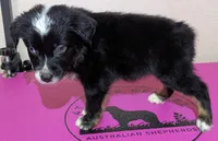 Wynn, a female Australian Shepherd for sale in Forsyth, GA – Photo 3 of 3