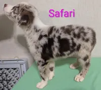 Safari, a female Australian Shepherd for sale in Forsyth, GA – 2 of 6