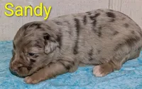 Sandy, a female Australian Shepherd for sale in Forsyth, GA – 1 of 3