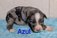 Azul, a male Australian Shepherd for sale in Forsyth, GA – 2 of 3