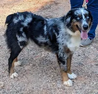 Merle Calypso x Red Litter 2026, a  Australian Shepherd for sale in Forsyth, GA – 3 of 5