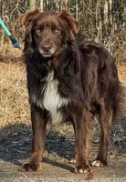 Merle Calypso x Red Litter 2026, a  Australian Shepherd for sale in Forsyth, GA – 4 of 5