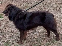 Merle Calypso x Red Litter 2026, a  Australian Shepherd for sale in Forsyth, GA – 2 of 5