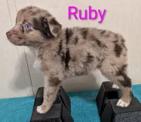 Ruby , a female Australian Shepherd for sale in Forsyth, GA – 6 of 6