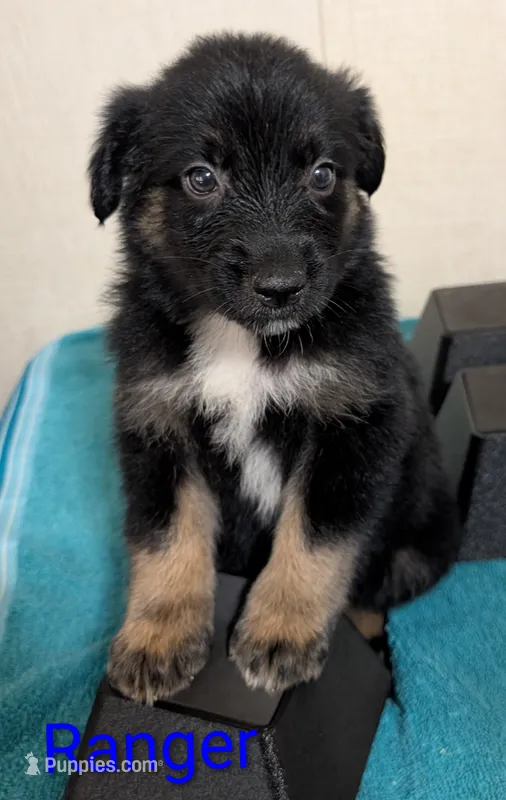 Ranger – Australian Shepherd puppy for sale in Forsyth, GA