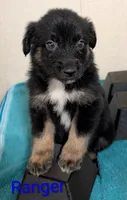 Ranger, a male Australian Shepherd for sale in Forsyth, GA – 1 of 3