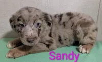 Sandy, a female Australian Shepherd for sale in Forsyth, GA – 2 of 2