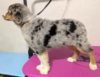 Fiji, a female Australian Shepherd for sale in Forsyth, GA – 2 of 3