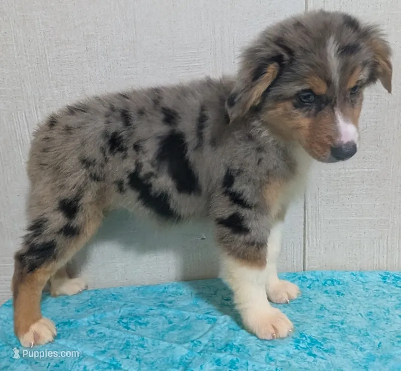 Fiji – Australian Shepherd puppy for sale in Forsyth, GA