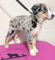 Bali, a female Australian Shepherd for sale in Forsyth, GA – 3 of 3