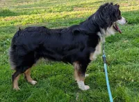 Cosmo, a female Australian Shepherd for sale in Forsyth, GA – 2 of 3