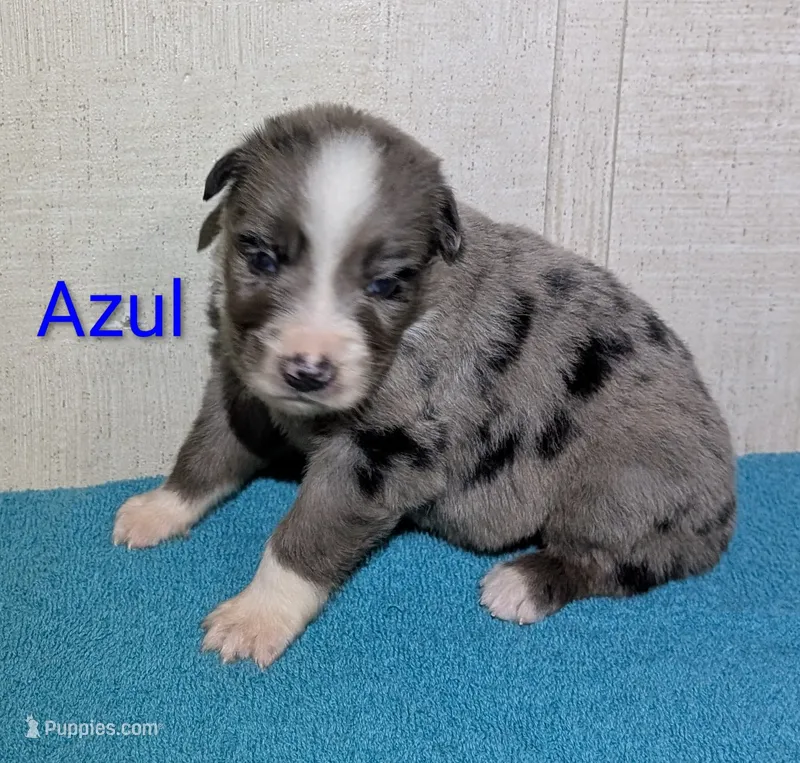 Azul – Australian Shepherd puppy for sale in Forsyth, GA
