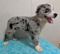 Bahama , a female Australian Shepherd for sale in Forsyth, GA – 1 of 2
